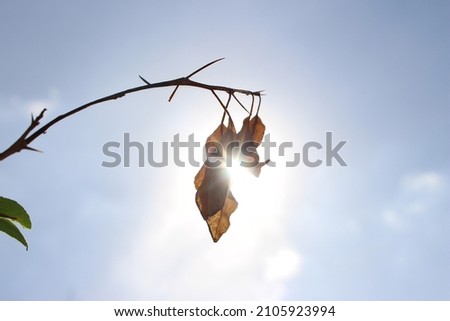 Photo of a plant with dry twigs and leaves, but the plant doesn't die