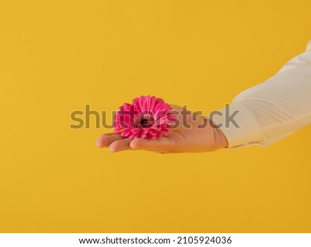 valentines fresh pink gerber in man hand against yellow background. adorable creative love natural valentines day decoration on the table