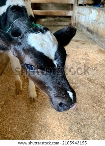 Inside of the barn of a functioning dairy farm. There are several stalls filled with hay and female cows earing. There are blue buckets with water. Each cow is tagged and numbered. A calf is tied up. Royalty-Free Stock Photo #2105943155
