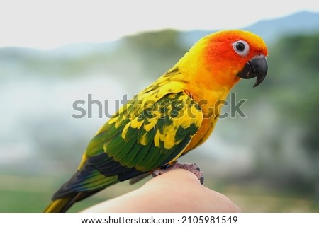 Sun conure parrot or bird Beautiful is aratinga has yellow on hand background Blur mountains and sky, (Aratinga solstitialis) exotic pet adorable, native to amazon Royalty-Free Stock Photo #2105981549