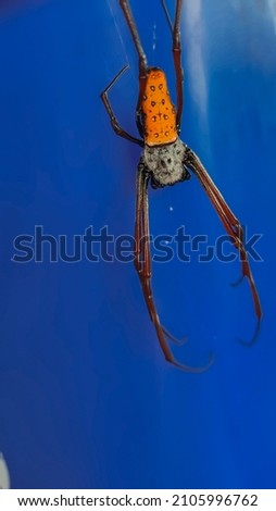 spider animal with blue background