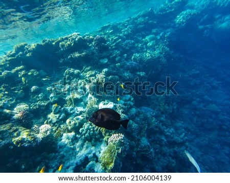 Sohal surgeon fish at the Red Sea swims in shallow water by the beach.