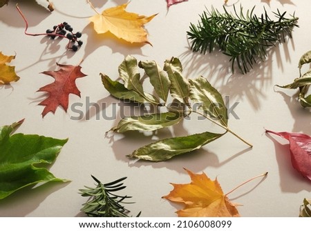 Beautiful leaves different colors and shapes lie on surface. Aesthetics autumn and creative inspiration.