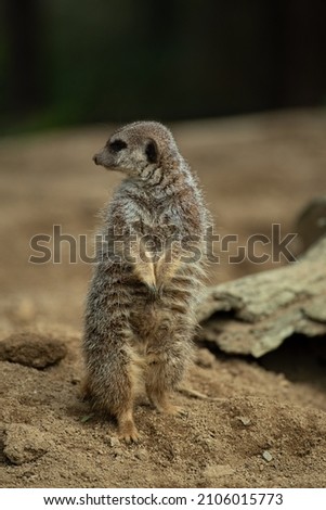 Photo of meerkat at the zoo