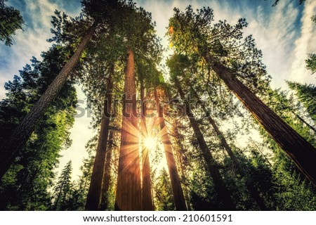 Tall Forest of Sequoias, Yosemite National Park, California Royalty-Free Stock Photo #210601591