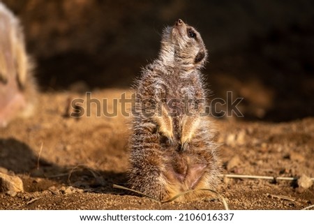Photo of meerkat at the zoo