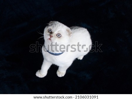white kitten scottish fold on black background. close-up