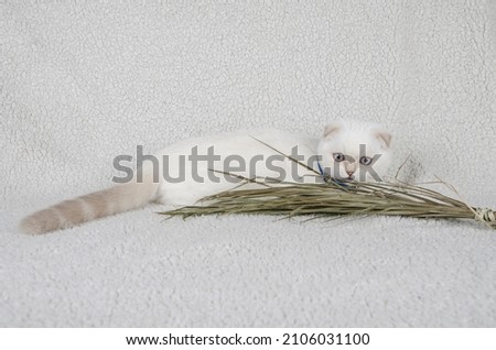 White kitten scottish fold on white background. close-up
