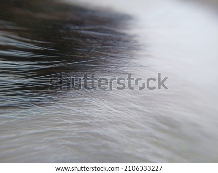 black and white cat fur texture