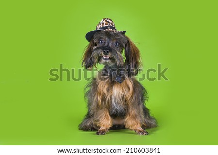 Dog Breed the Petersburg orchid in a cowboy hat on a green background 