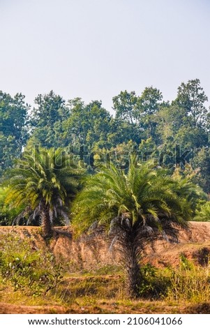 selective focus picture of date palm trees on a deserted field