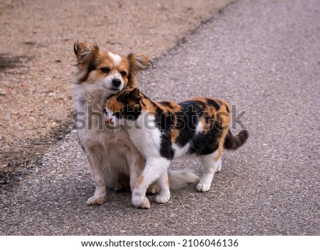 Unlikely Bond. Stray Dog and Cat Caring for Each Other on the Street. Same color. Flirting scene. Showing some love. Royalty-Free Stock Photo #2106046136