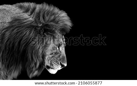Beautiful Lion Face With Big Hair On The Black Background