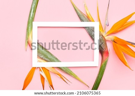 Empty picture frame and beautiful strelitzia flowers on pink background