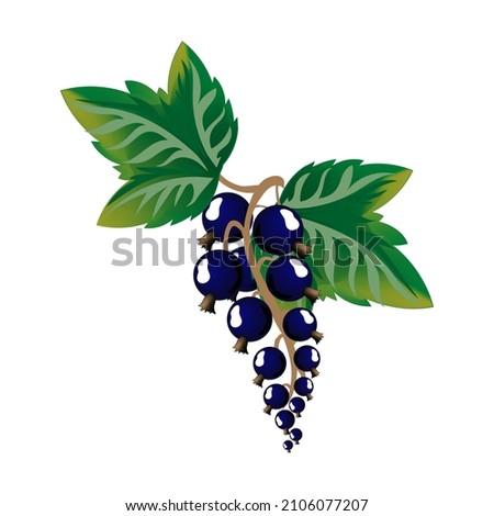Brush of fresh black currant berries with leaves on a white background
