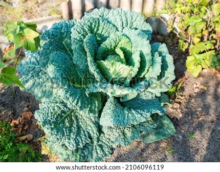 Big green head of cabbage with holes on broad leaves growing on ground in vegetable garden under scorching sunlight closeup