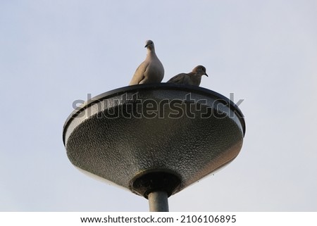 two eurasian collared doves sitting on street lantern