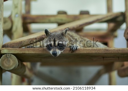Pictures of raccoons in the zoo