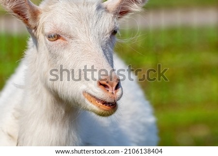 Close-up portrait of a white goat, a goat on a pasture