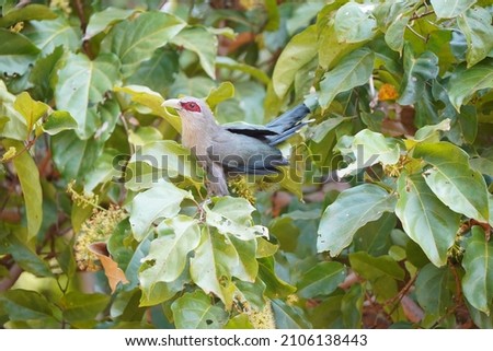 Big bird with red eye in green leaf background for bird watching or wildlife photography