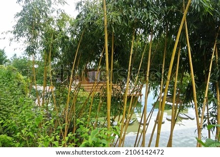  Bamboo growing on the lake. Through the bamboo you can see the lake and the wooden hut.                              
