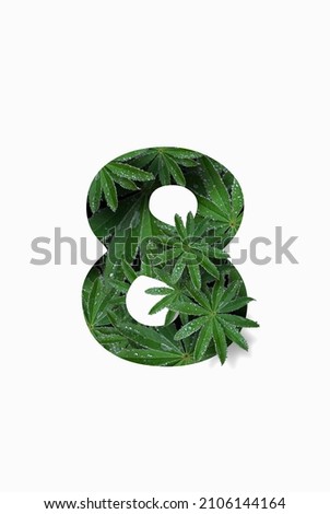 Arabic numeral eight 8, isolated on a white background. Stylized as a collage of a photo of a lupin flower leaf. Concept: graphic design decorated with decorative font.