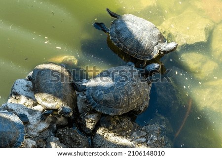 Black turtles bask on the river stone 