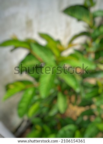 defocused abstract background of fresh green leaves