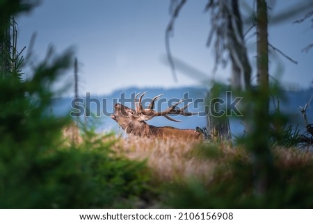 Wild red deer rutting season. Big animal with antlers on his head walks in the forest with mountains view. Dry grass on the ground, conifer trees around him. Nice wildlife picture. Horizontal frame.