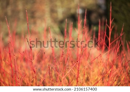 Close up of stems of Cornus sanguinea 'Midwinter Fire' in winter Royalty-Free Stock Photo #2106157400