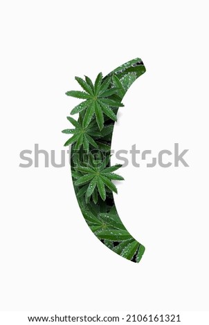 Punctuation marks are the left parenthesis isolated on a white background. Stylized as a collage of a photo of a lupin flower leaf. Concept: graphic design decorated with decorative font. Royalty-Free Stock Photo #2106161321
