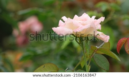 Pink and white roses in the rose garden