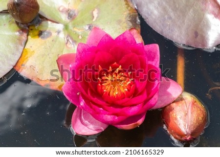 Pink Perry's Fire Opal Water Lily in Pond at Garden in Oxford, United Kingdom