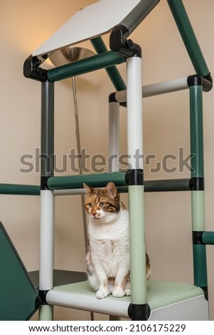 Beautiful cat posing on the kids playing castle playground inside the room