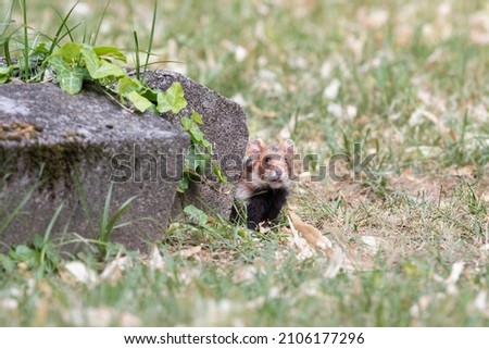 A field hamster looks out from an ivy-covered stone.