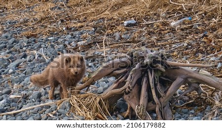 arctic foxes in the Aleutian Islands