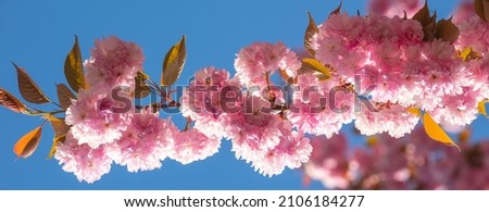 Spring banner, blossom background. Sakura Festival. Cherry Blossom. Sakura spring flowers pattern.