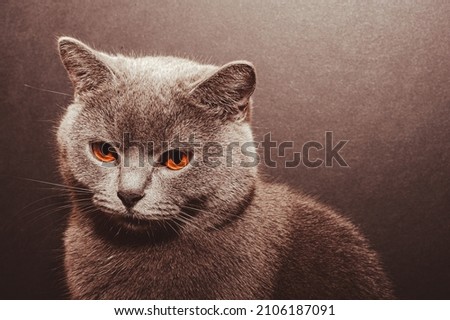 Portrait of British shorthair grey cat with big wide face on Isolated Black background, front view.