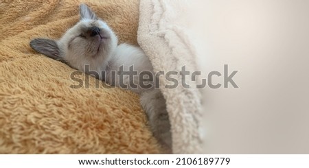 
Sleeping Cat Kit in the bed brown soft mattress.