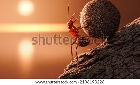 This is the picture of a hardworking Ant