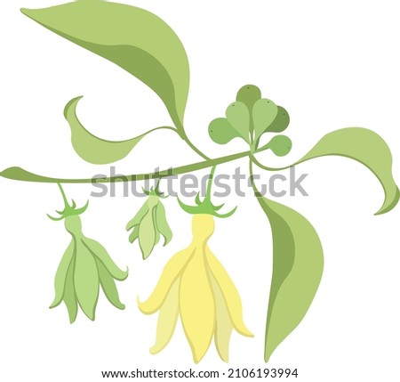 Beautiful Flower, Illustration of Yellow Color of Climbing Ylang-Ylang Flowers Isolated on A White Background
