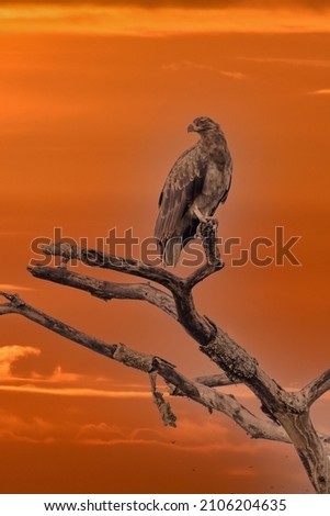 Tawny Eagle sitting on a tree branch after eating