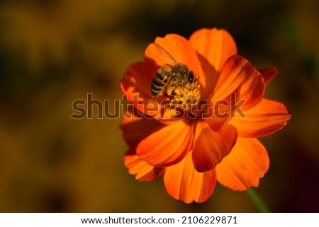 Close-up of an orange marigold (Asteraceae or Tagetet) with a honey bee searching for nectar at the center. The background is also orange-brown, with room for text
