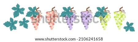 Grape vector illustration. Set of different varieties of grapes, leaves in cartoon style. Collection of grape green, pink and purple illustration. Bunch grapes and leaves. Royalty-Free Stock Photo #2106241658