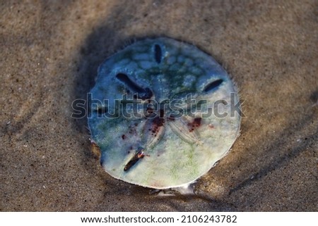 The beauty of the Sand dollar found by the sea.