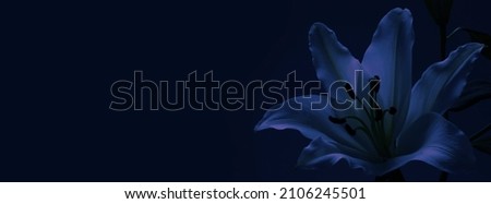 Lily Funeral Wake order of service invitation background banner concept - traditional atmospheric respectful condolences theme deep blue background with space for message
 Royalty-Free Stock Photo #2106245501