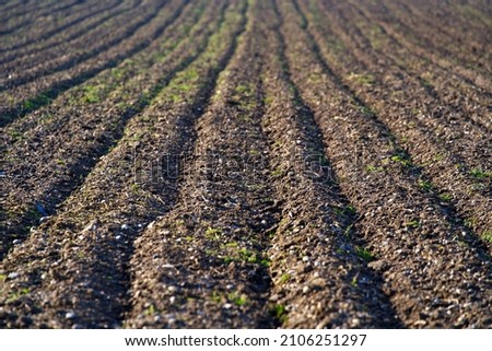 Close-up of agricultural field on a sunny winter day. Photo taken January 13th, 2022, Zurich, Switzerland.