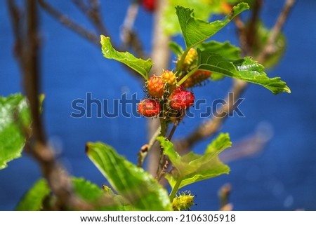 The beauty of a mulberry tree found at Lagoa do Violão in Torres in Rio Grande do Sul, Brazil.