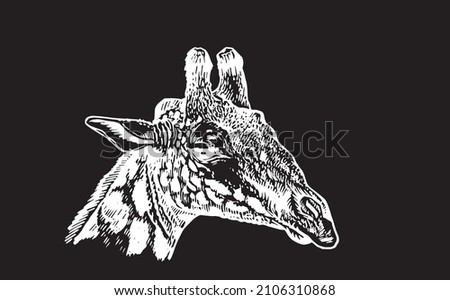 Graphical portrait of giraffe isolated on black background,vector illustration, Head of giraffe