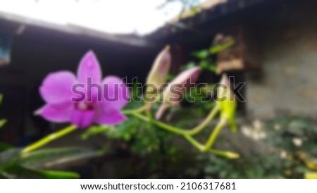 blurry picture for flower orchid